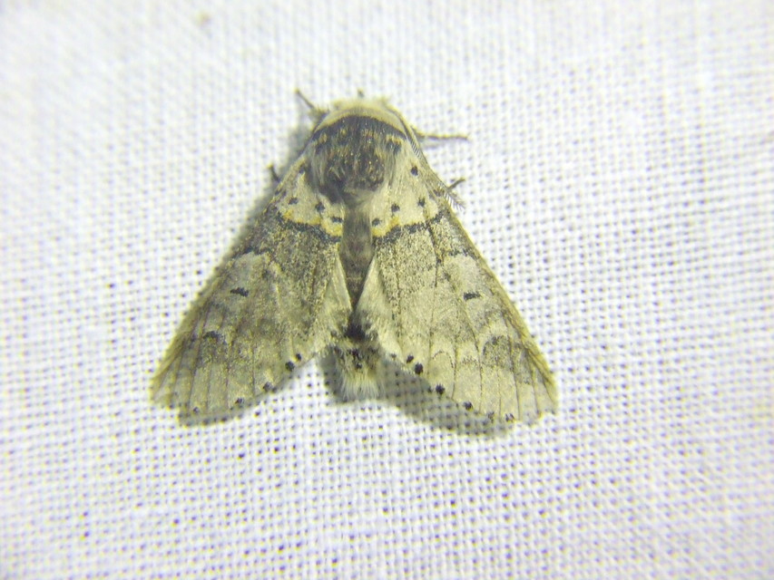 Furcula furcula - szürke púposszövő