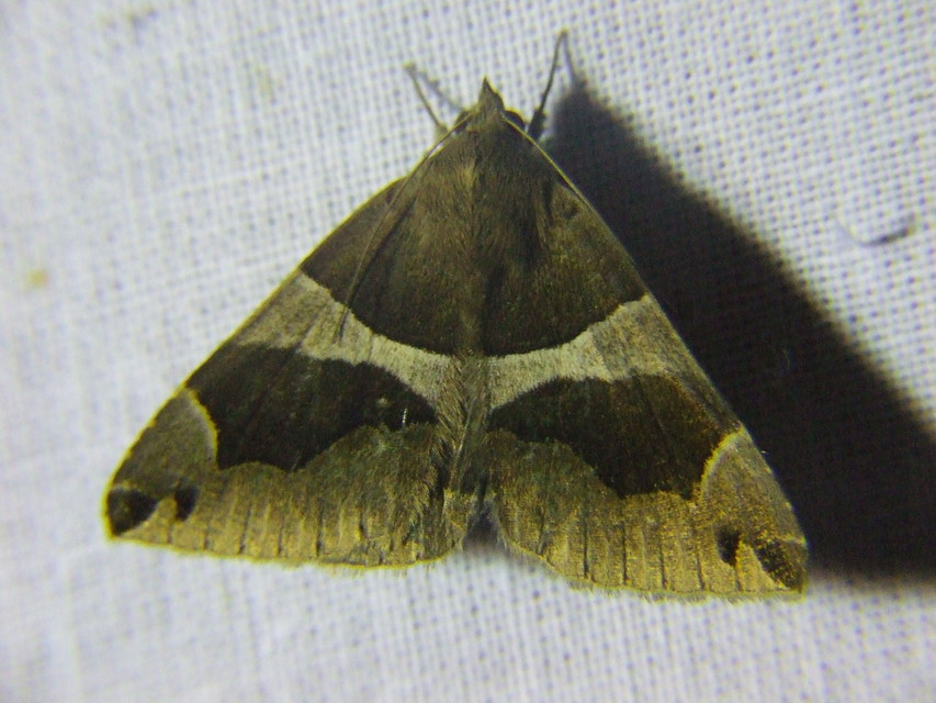 Dysgonia algira - déli porcelánbagoly