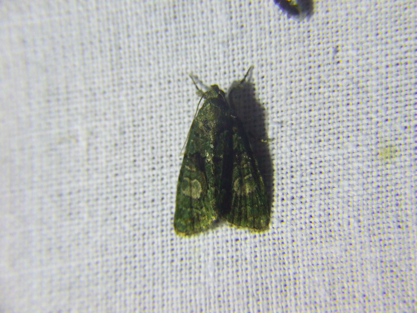 Cryphia algae - sárgászöld zuzmóbagoly