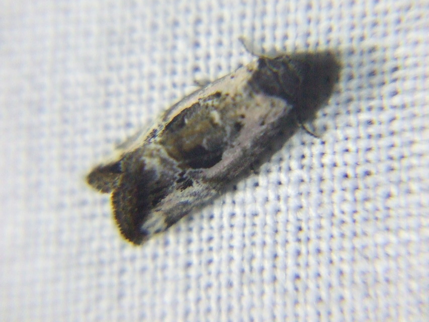 Hapalotis venustula - rózsaszínű mázasbagoly