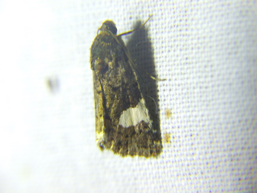 Tyta luctuosa - fekete nappalibagoly