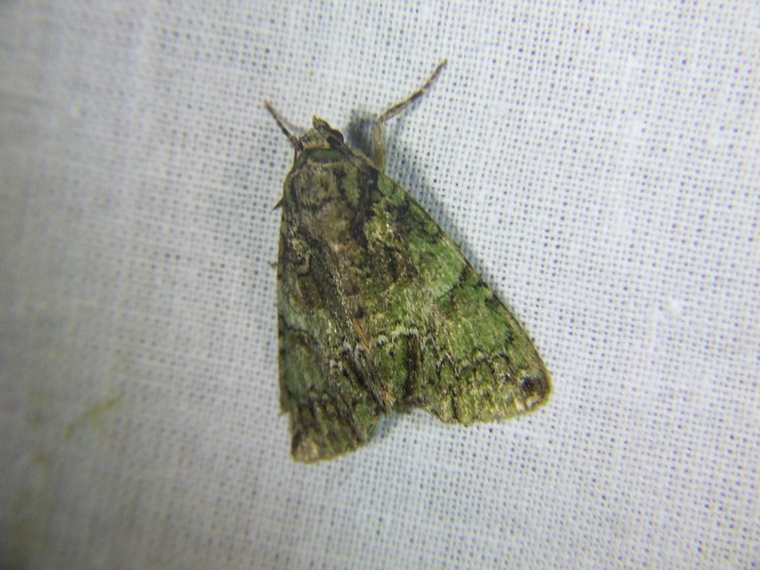 Polyphaenis sericata - selyemfényű erdeibagoly
