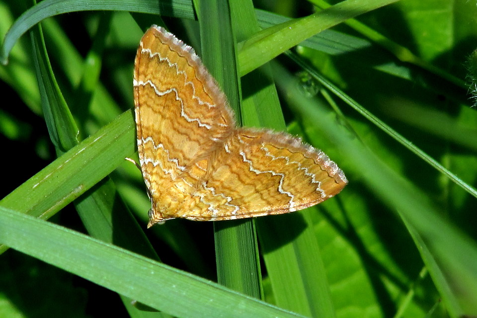 Camptogramma bilineata - kétvonalas sávosaraszoló