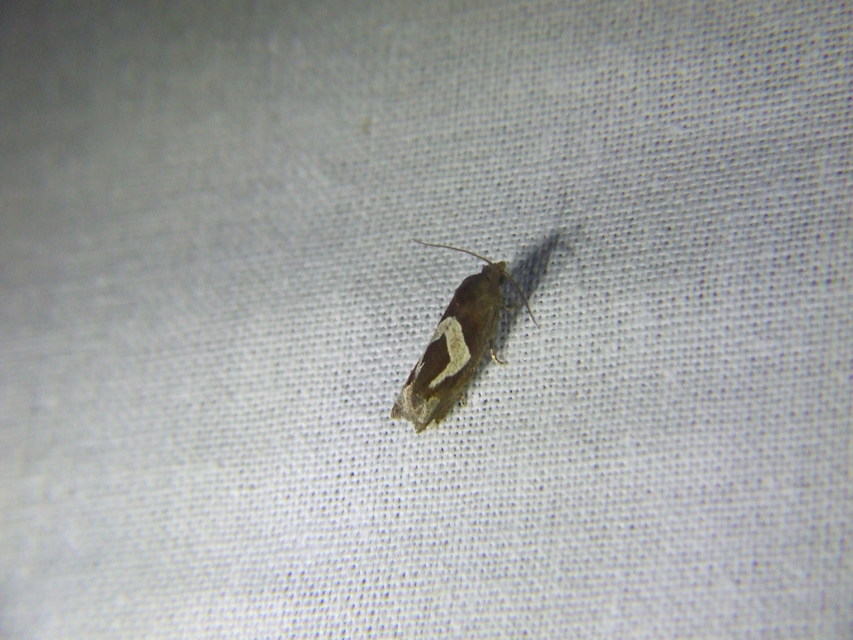 Epiblema foenella - kampósfoltú tükrösmoly