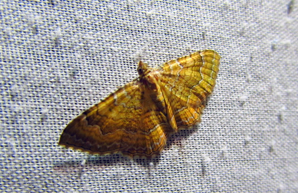 Camptogramma bilineata - kétvonalas sávosaraszoló