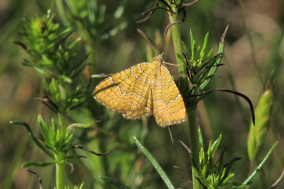 Camptogramma bilineata - kétvonalas sávosaraszoló