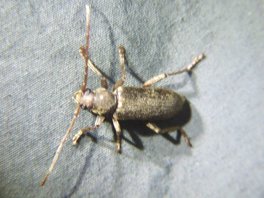 Trichoferus campestris - szállóvendég éjicincér
