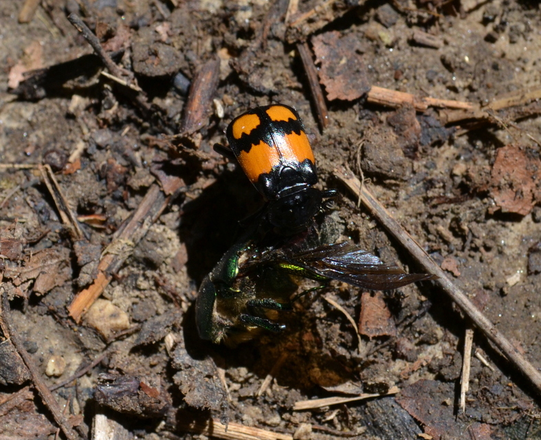 Nicrophorus vespilloides - feketecsápú temetőbogár