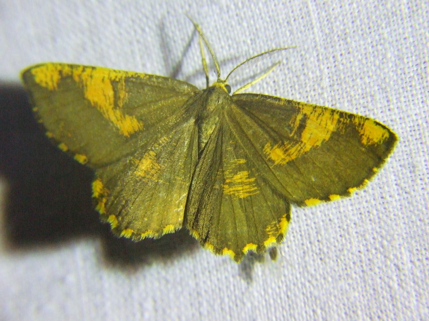 Angerona prunaria - sárga kökényaraszoló