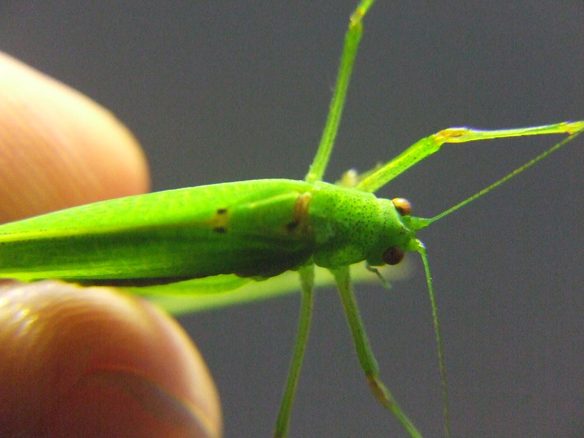 Phaneroptera nana - pontozott repülőszöcske