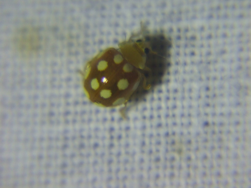 Vibidia duodecimguttata - tizenkétcseppes füsskata