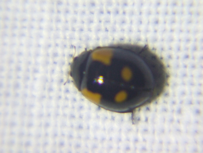 Adalia bipunctata - kétpettyes katica