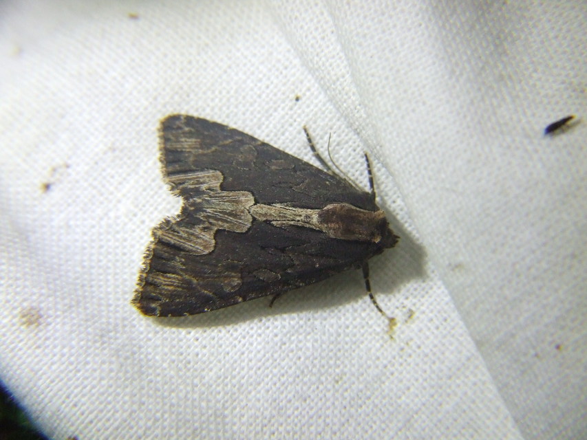 Dypterygia scabriuscula - szurokbarna nyáribagoly