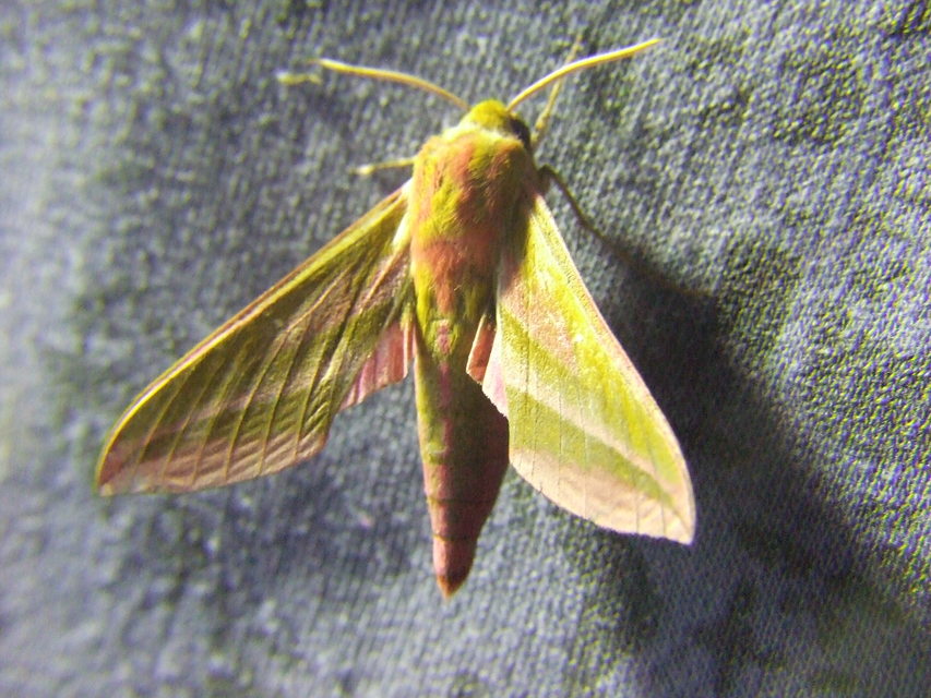 Deilephila elpenor - szőlőszender