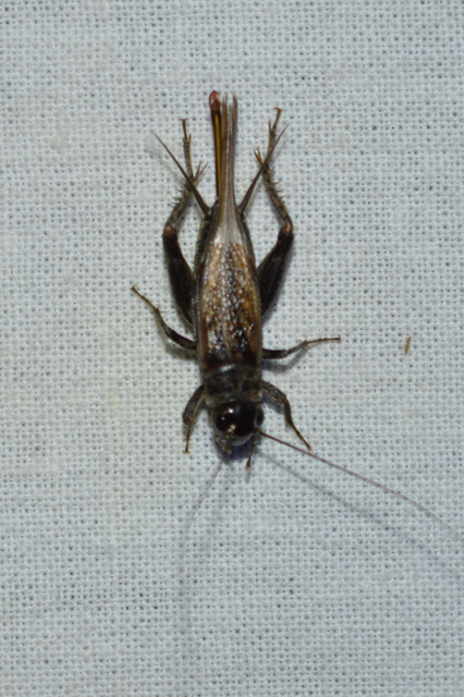 Eumodicogryllus bordigalensis - bordói tücsök
