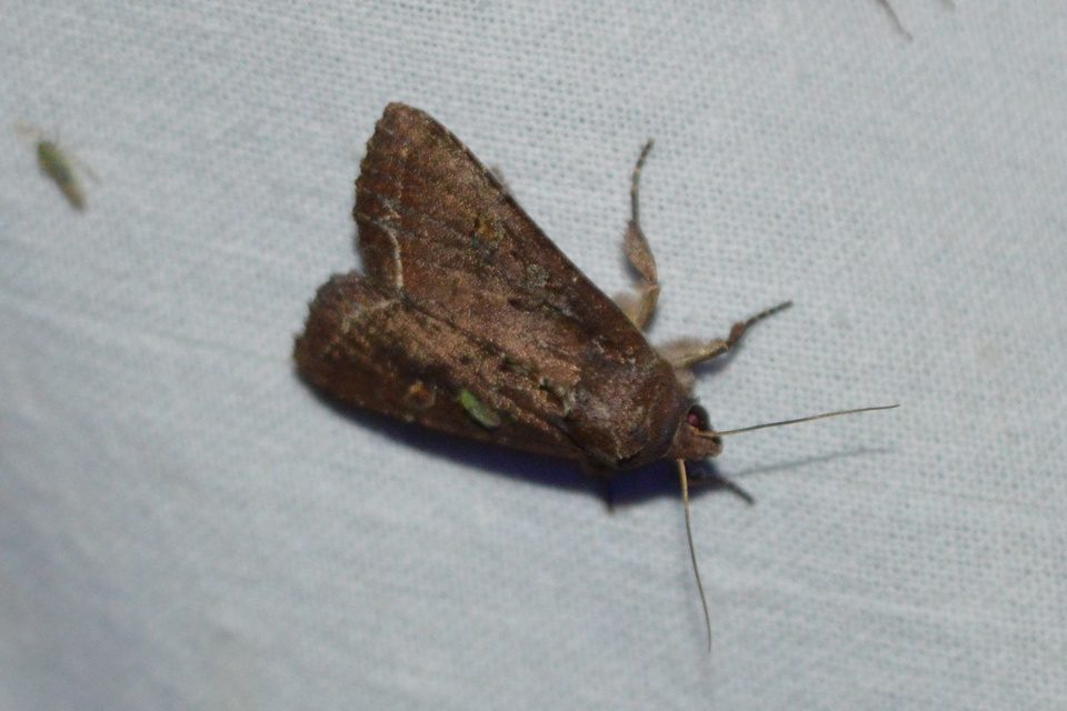 Lacanobia oleracea - saláta-kertibagoly