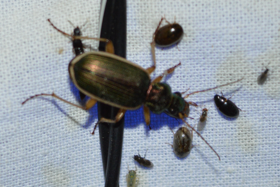 Chlaenius spoliatus - csupasz bűzfutó