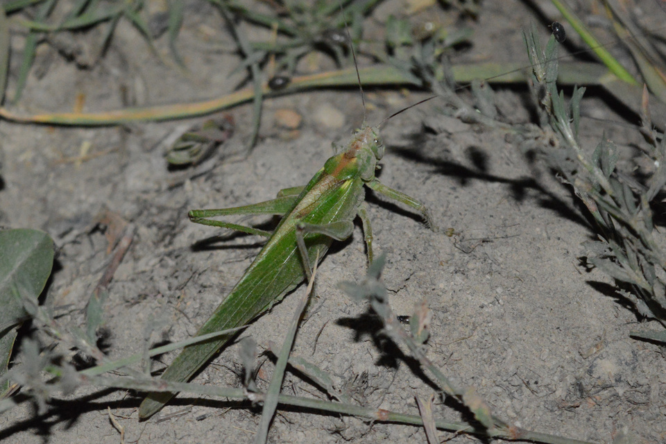 Tettigonia viridissima - zöld lombszöcske