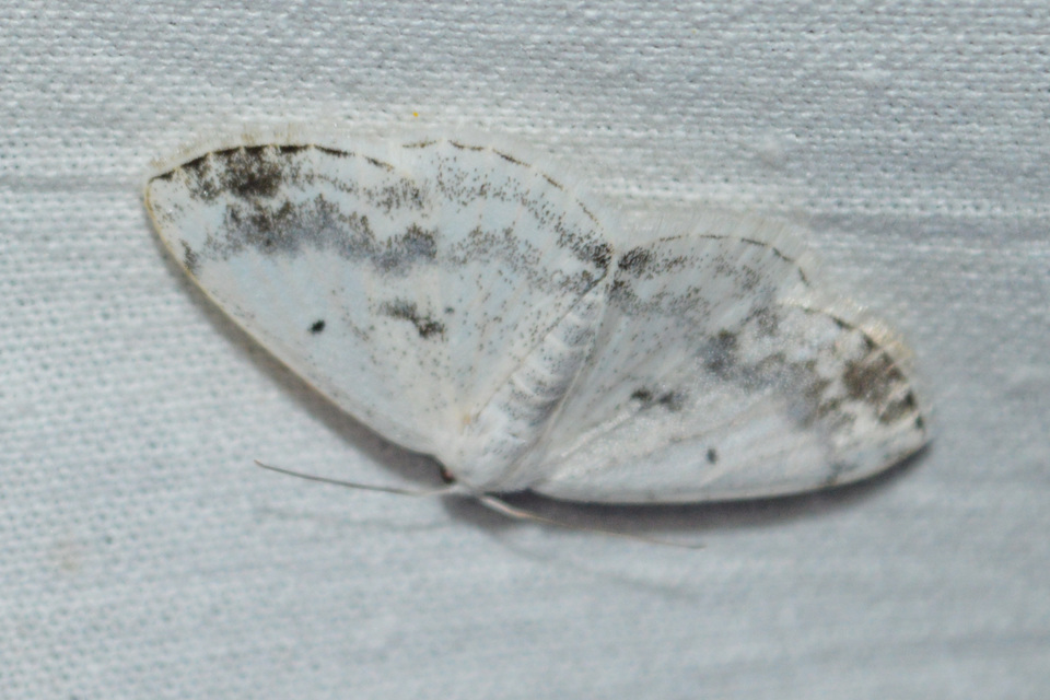 Lomographa temerata - foltos fehéraraszoló