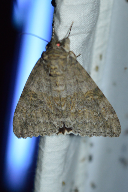 Catocala nupta - piros övesbagoly