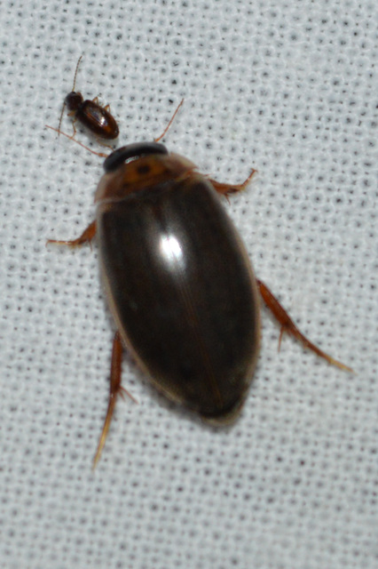 Rhantus suturalis - gyakori particsíkbogár
