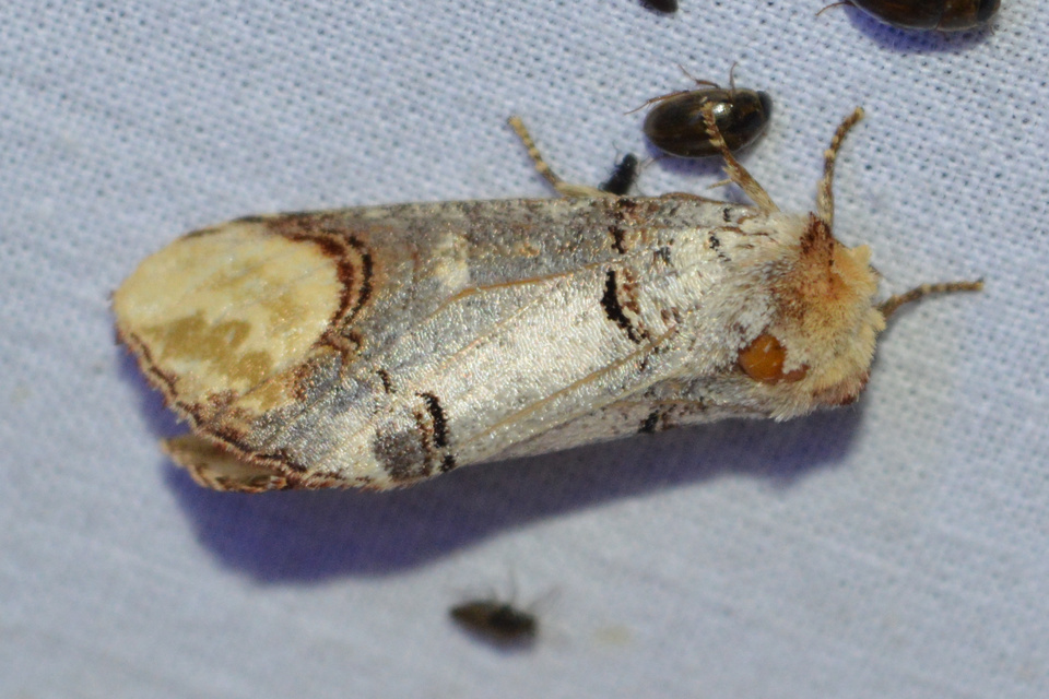 Phalera bucephala - sárgafoltos púposszövő