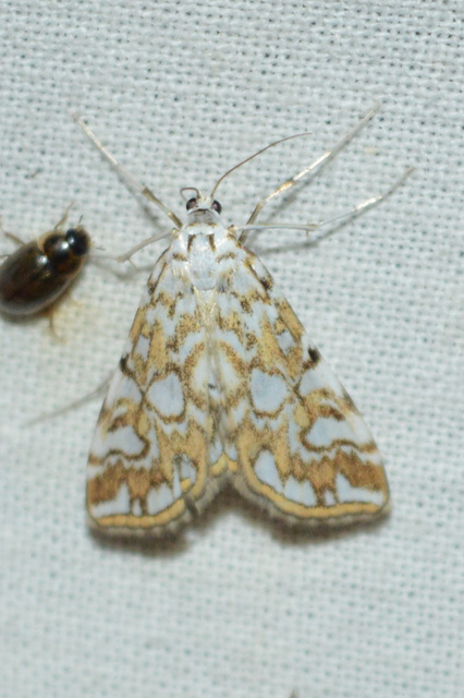 Elophila nymphaeata - tarka vízimoly