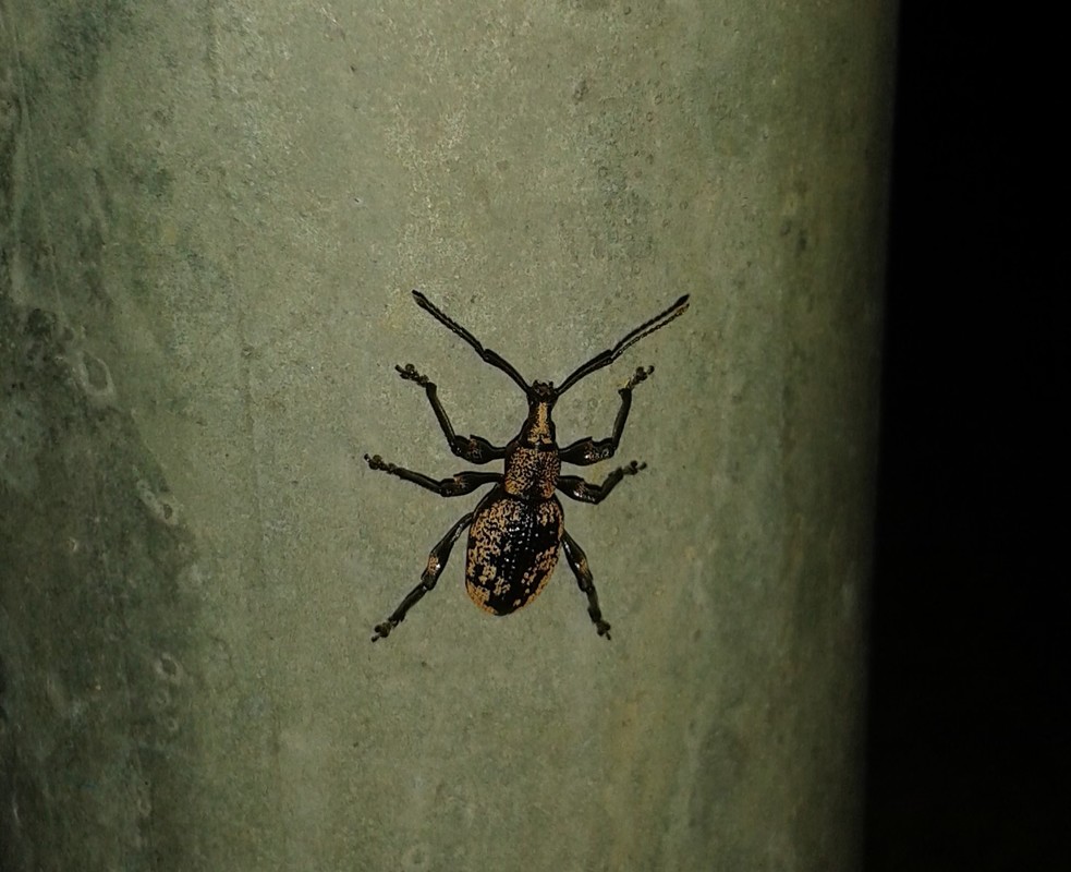 Otiorhynchus corruptor - márványos gyalogormányos