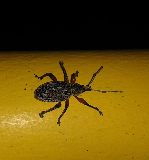 Otiorhynchus cardiniger - szemölcsös gyalogormányos