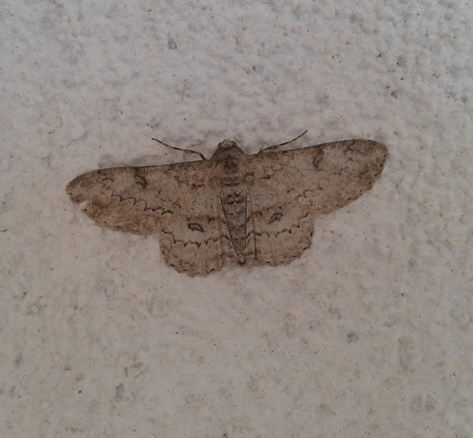 Ascotis selenaria - holdas faaraszoló