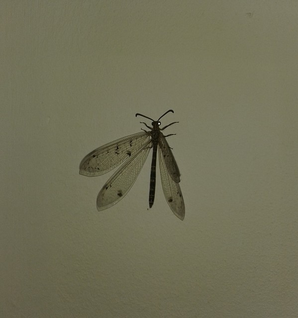 Distoleon tetragrammicus - négyfoltos hangyaleső