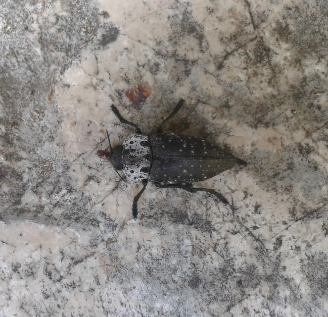 Capnodis tenebrionis - kökény-tükrösdíszbogár