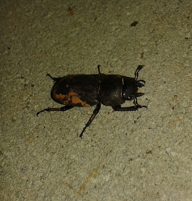 Dorcus parallelipipedus - kis szarvasbogár