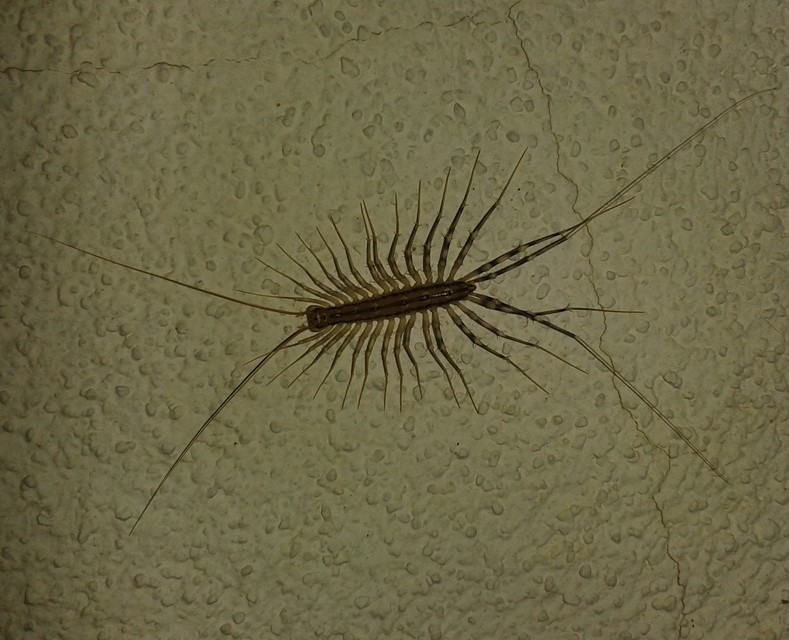 Scutigera coleoptrata - légyölő pókszázlábú