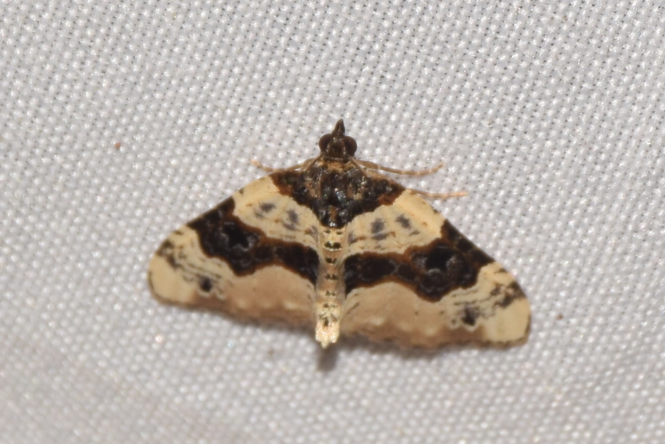 Cosmorhoe ocellata - szemes galajaraszoló
