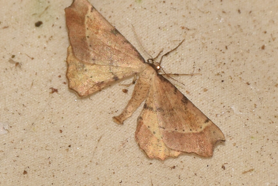 Artiora evonymaria - kecskerágó-araszoló