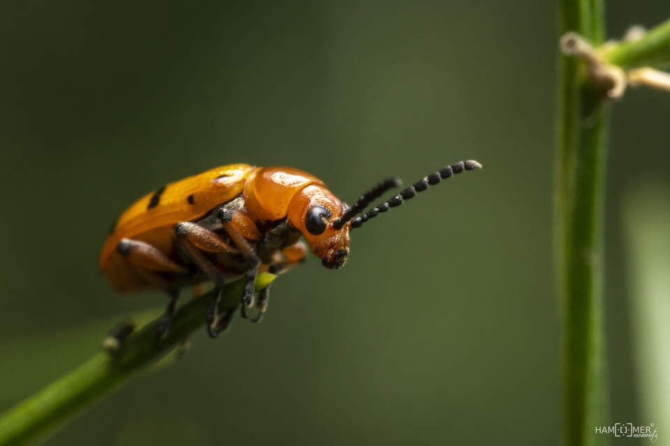 Crioceris duodecimpunctata - tizenkétpontos spárgabogár