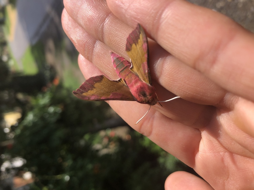 Deilephila porcellus - piros szender
