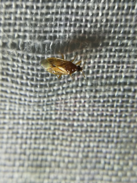 Anthocoridae - virágpoloskák Anthocoridae - virágpoloskák