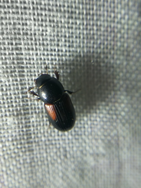 Aphodius varians - változékony trágyabogár