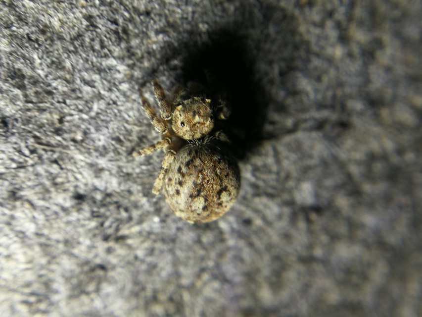 Attulus pubescens - bozontos ugrópók