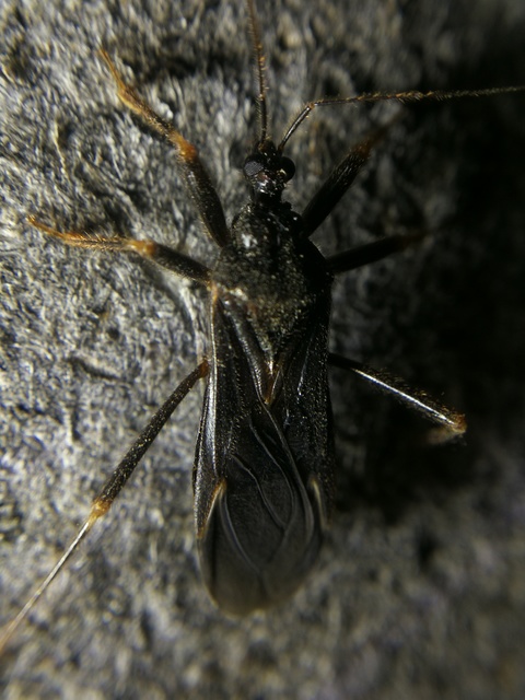 Reduvius personatus - szemetes zugpoloska