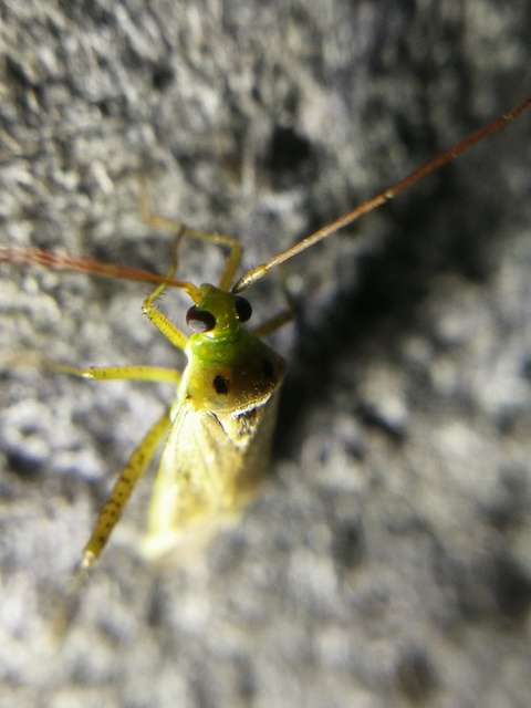 Adelphocoris lineolatus - lucernapoloska