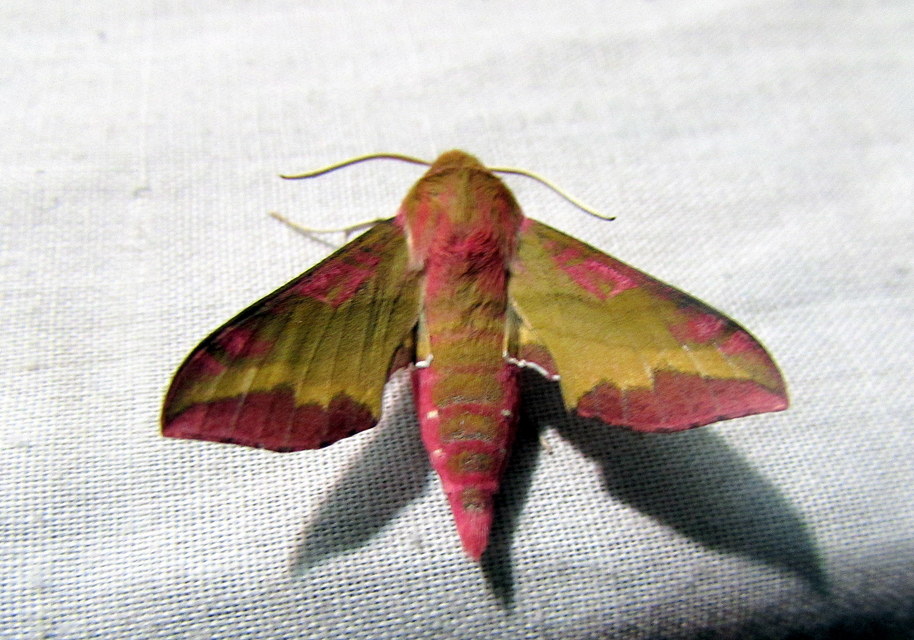 Deilephila porcellus - piros szender