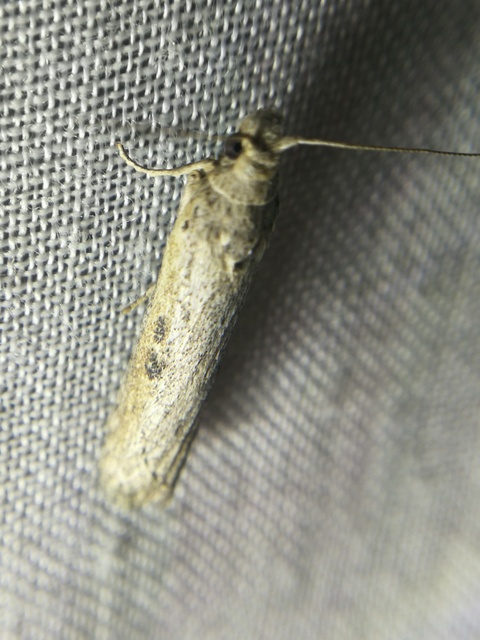 Lamoria zelleri - koldusmoly