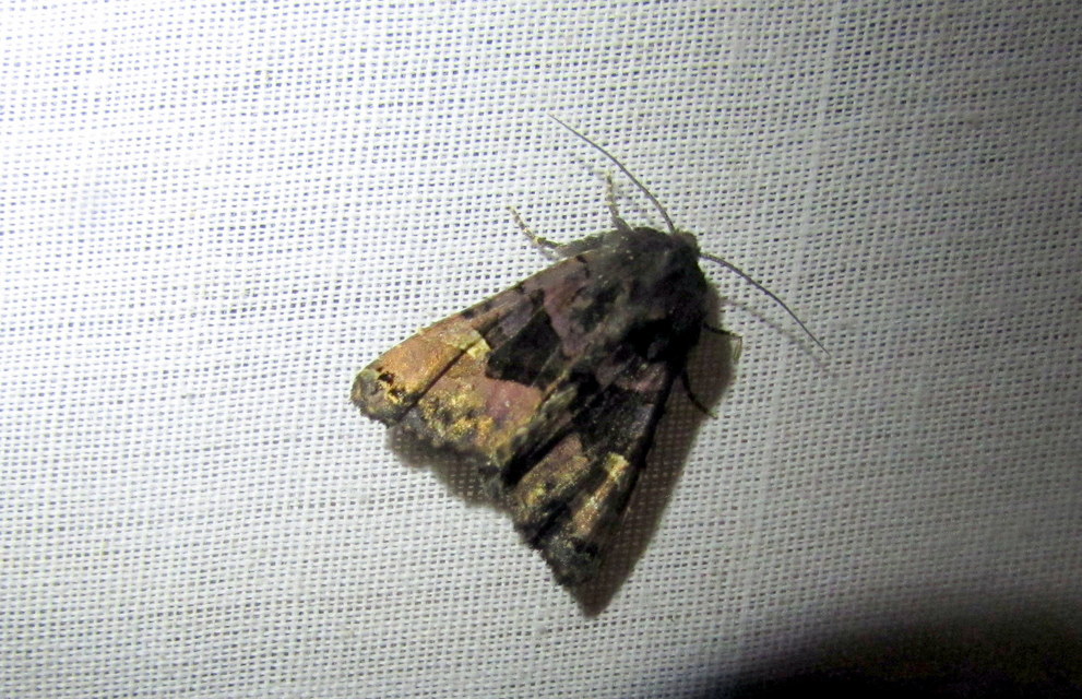 Euplexia lucipara - szeder-csipkésbagoly