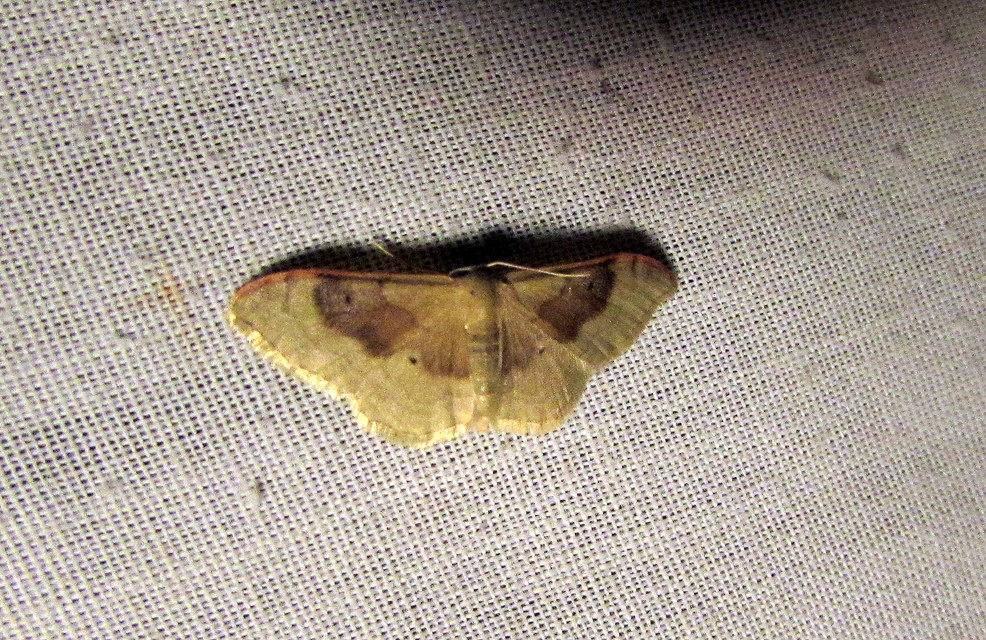 Idaea degeneraria - barnasávos araszoló
