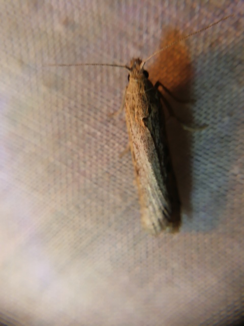 Lamoria zelleri - koldusmoly
