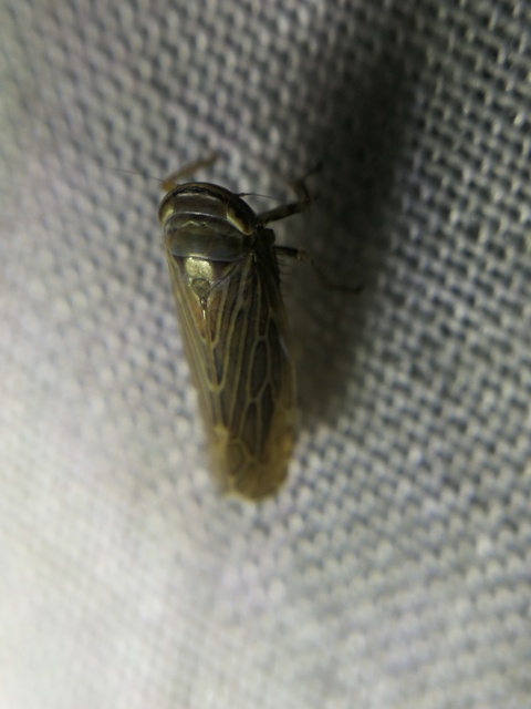 Paramesus major