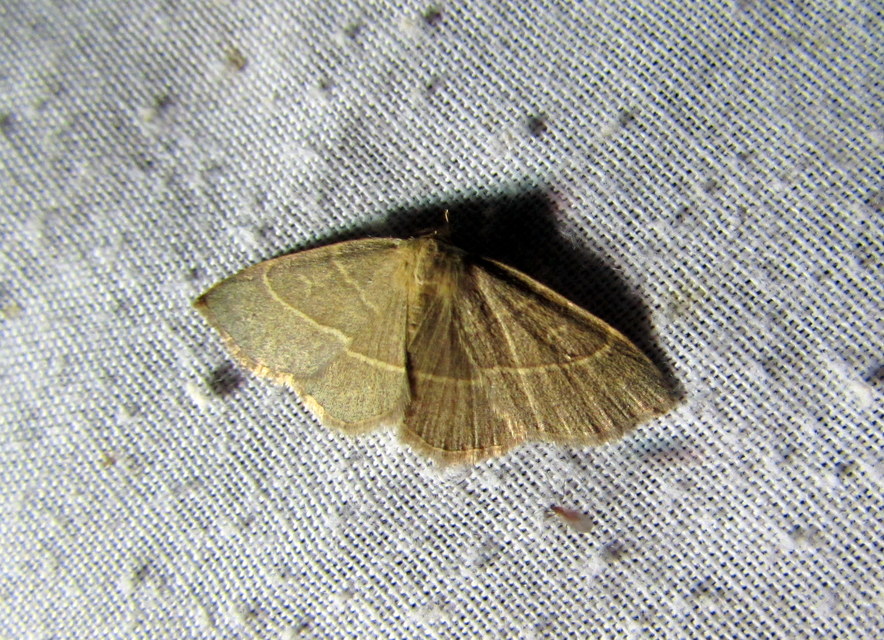Trisateles emortualis - sárgacsíkos karcsúbagoly